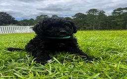 Aussiedoodle dogs for sale: Milo - Image 2