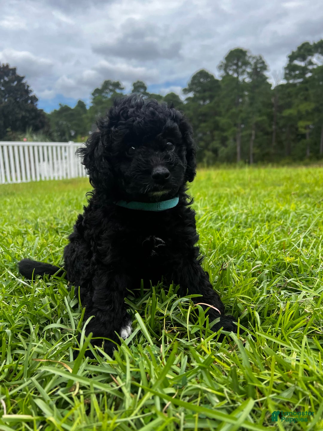 Aussiedoodle dogs for sale: Milo - Image 2