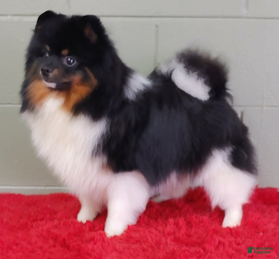 Pomeranian dogs for sale: Dude - Image 8
