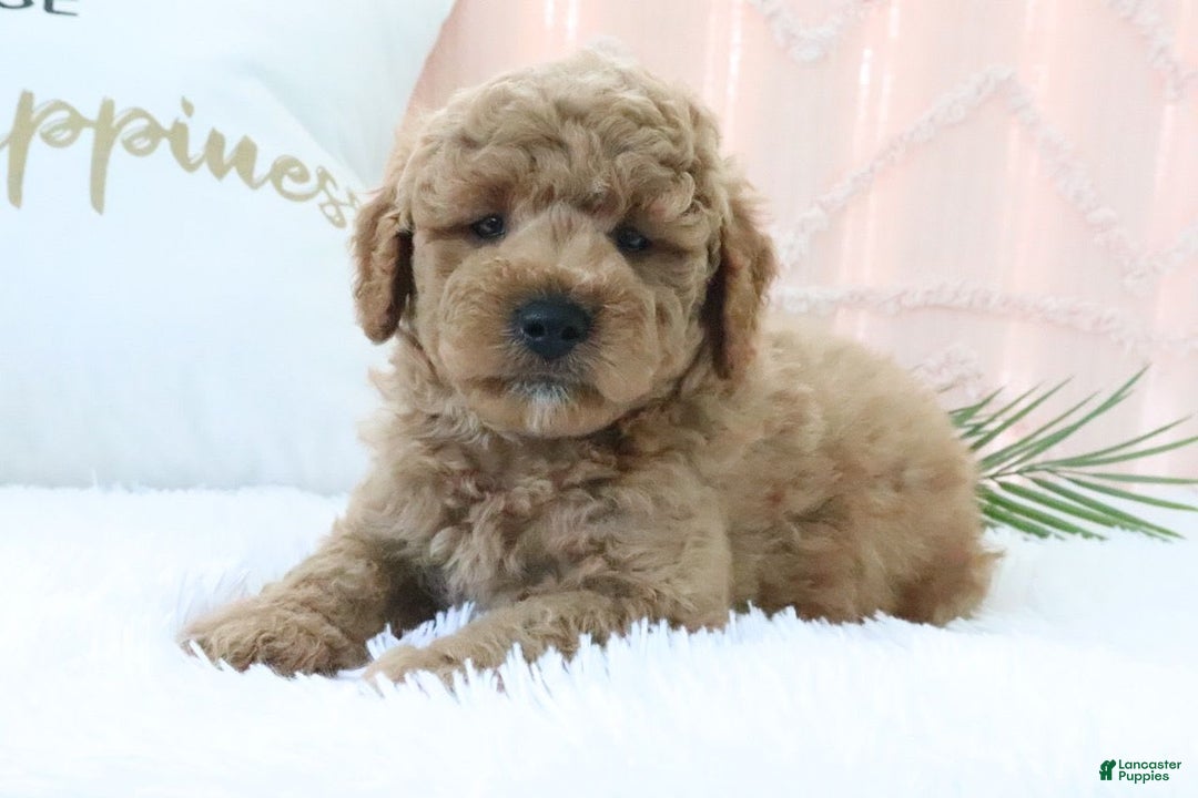  dogs for sale: Mini Goldendoodle 4 puppies - Image 14