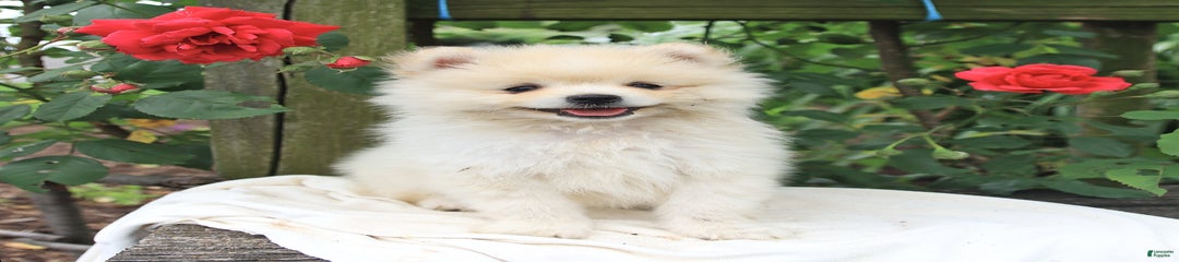 Jax