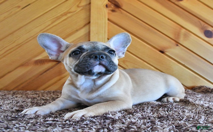 French Bulldog dogs for sale - Ad 5