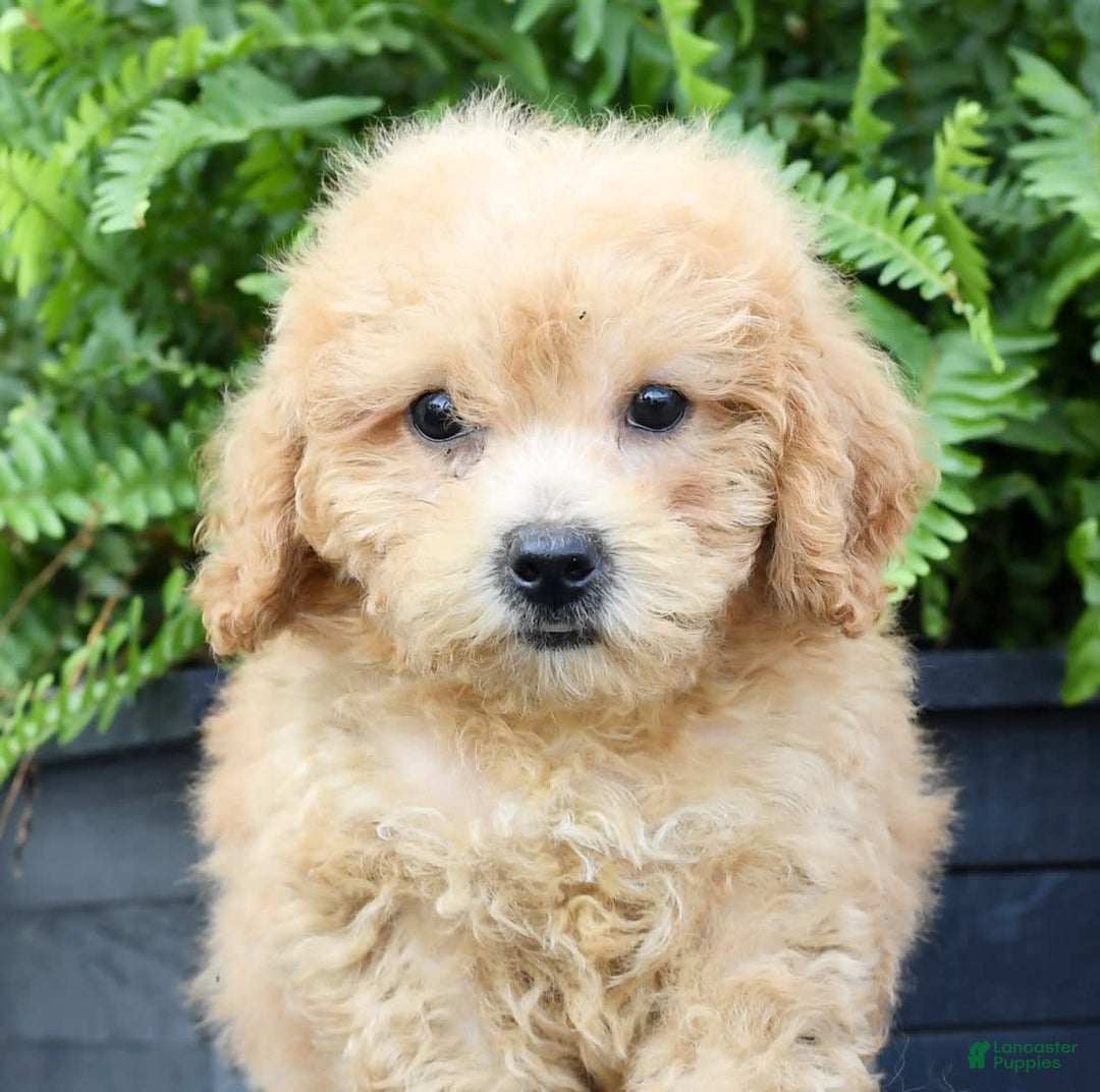 Bichpoo dogs for sale: Denver - Image 8