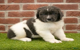 Newfoundland dogs for sale: Buster - Image 4