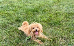Maltipoo dogs for sale: Sherry - Image 10