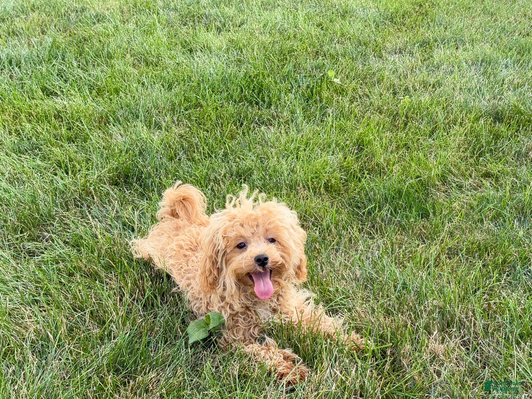 Maltipoo dogs for sale: Sherry - Image 10