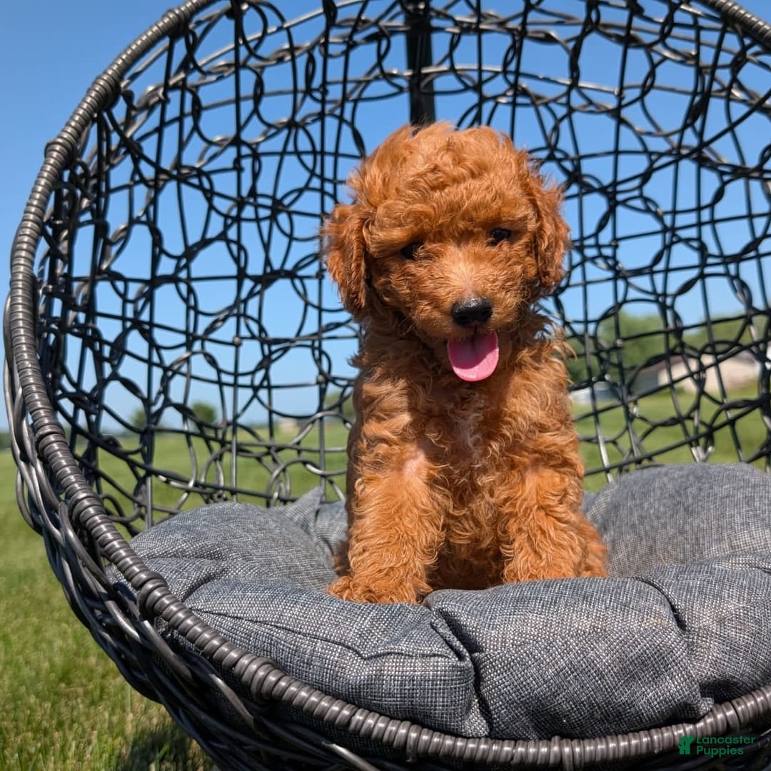 Toy Poodle dogs for sale: Quinten - Image 3