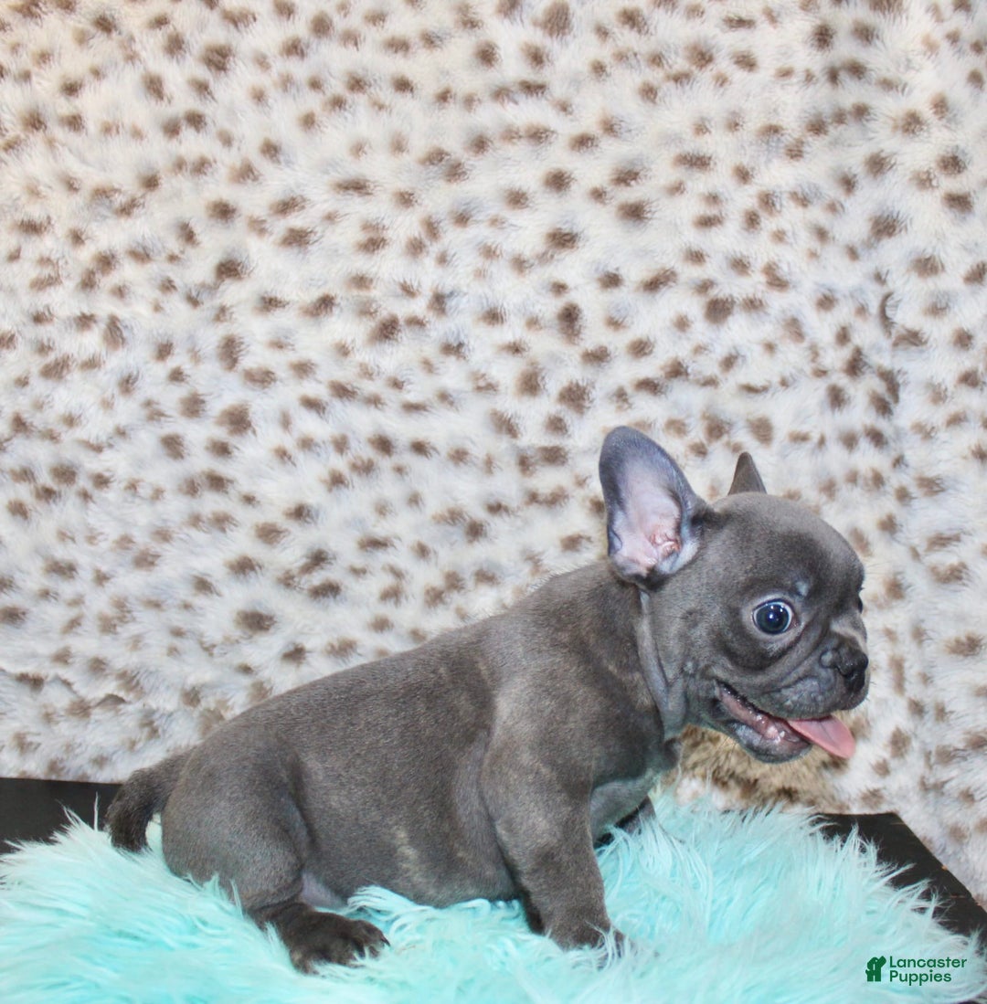 French Bulldog dogs for sale: Phoenix - Image 6