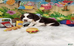 English Springer Spaniel dogs for sale: Mr Pibb - Image 6