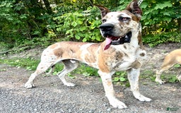 Great Dane dogs for sale: Mtn Dew - Image 5