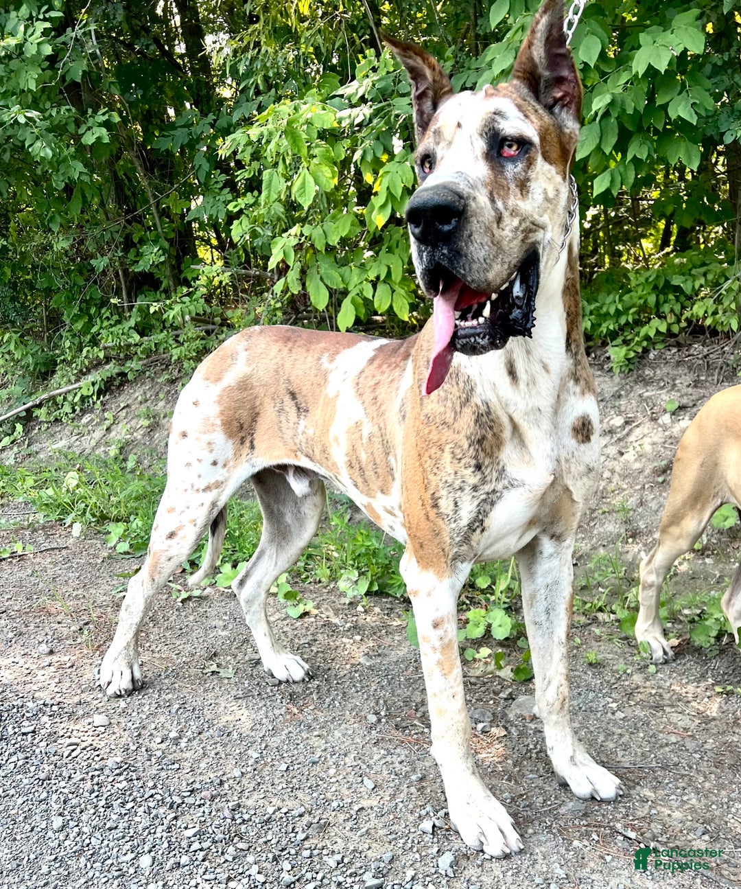 Great Dane dogs for sale: Mtn Dew - Image 5