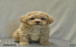 Teddy Bear dogs for sale: Biscute - Image 2
