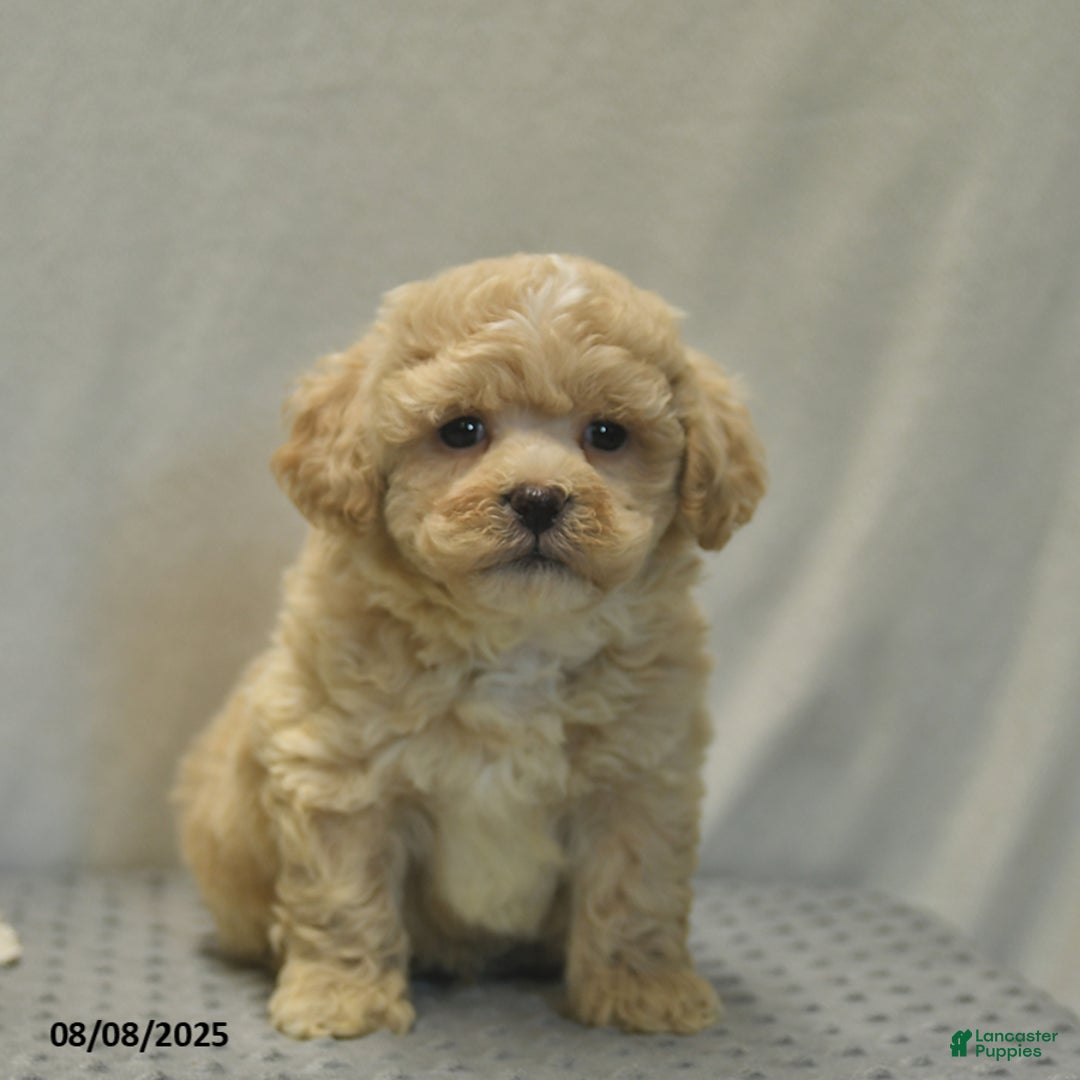 Teddy Bear dogs for sale: Biscute - Image 2