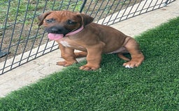 Rhodesian Ridgeback dogs for sale: Sandy - Image 9