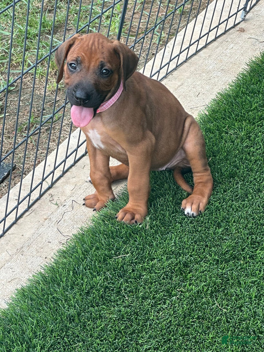 Rhodesian Ridgeback dogs for sale: Sandy - Image 9