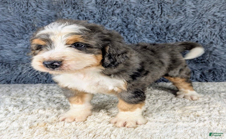 Bernedoodle dogs for sale - Ad 2