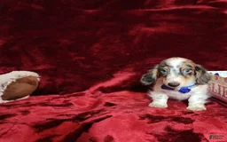 Miniature Dachshund dogs for sale: River - Image 10