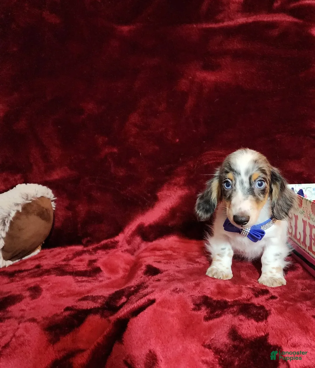 Miniature Dachshund dogs for sale: River - Image 10