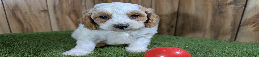Milly Boy 4
