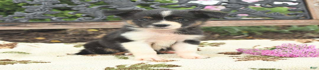 Lily