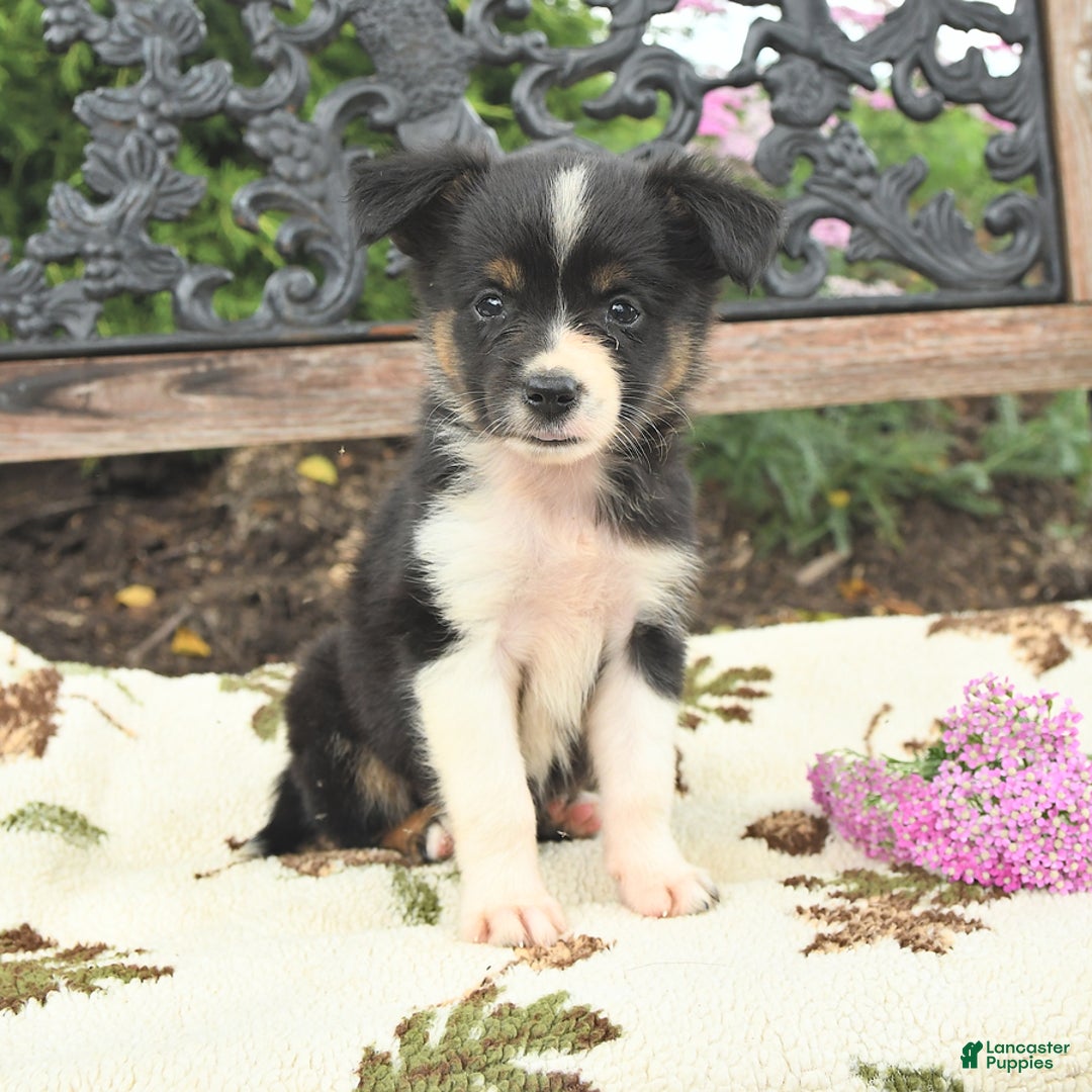 Miniature Australian Shepherd dogs for sale: Lily - Image 3