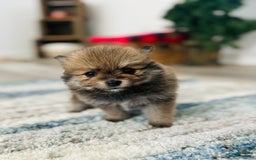 Pomeranian dogs for sale: Nova - Image 2