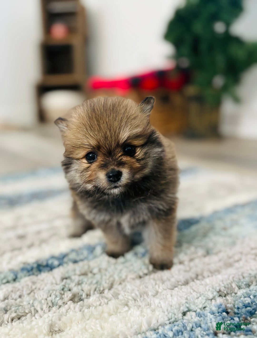 Pomeranian dogs for sale: Nova - Image 2