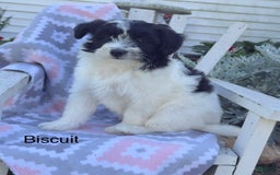 Miniature Poodle dogs for sale: Biscuit - Image 2