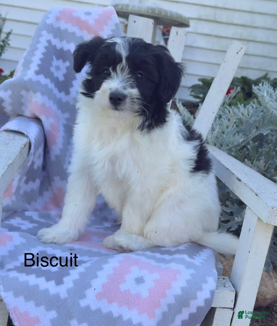 Miniature Poodle dogs for sale: Biscuit - Image 2