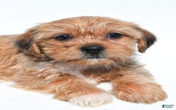 Shorkie dogs for sale: Wonder - Image 2