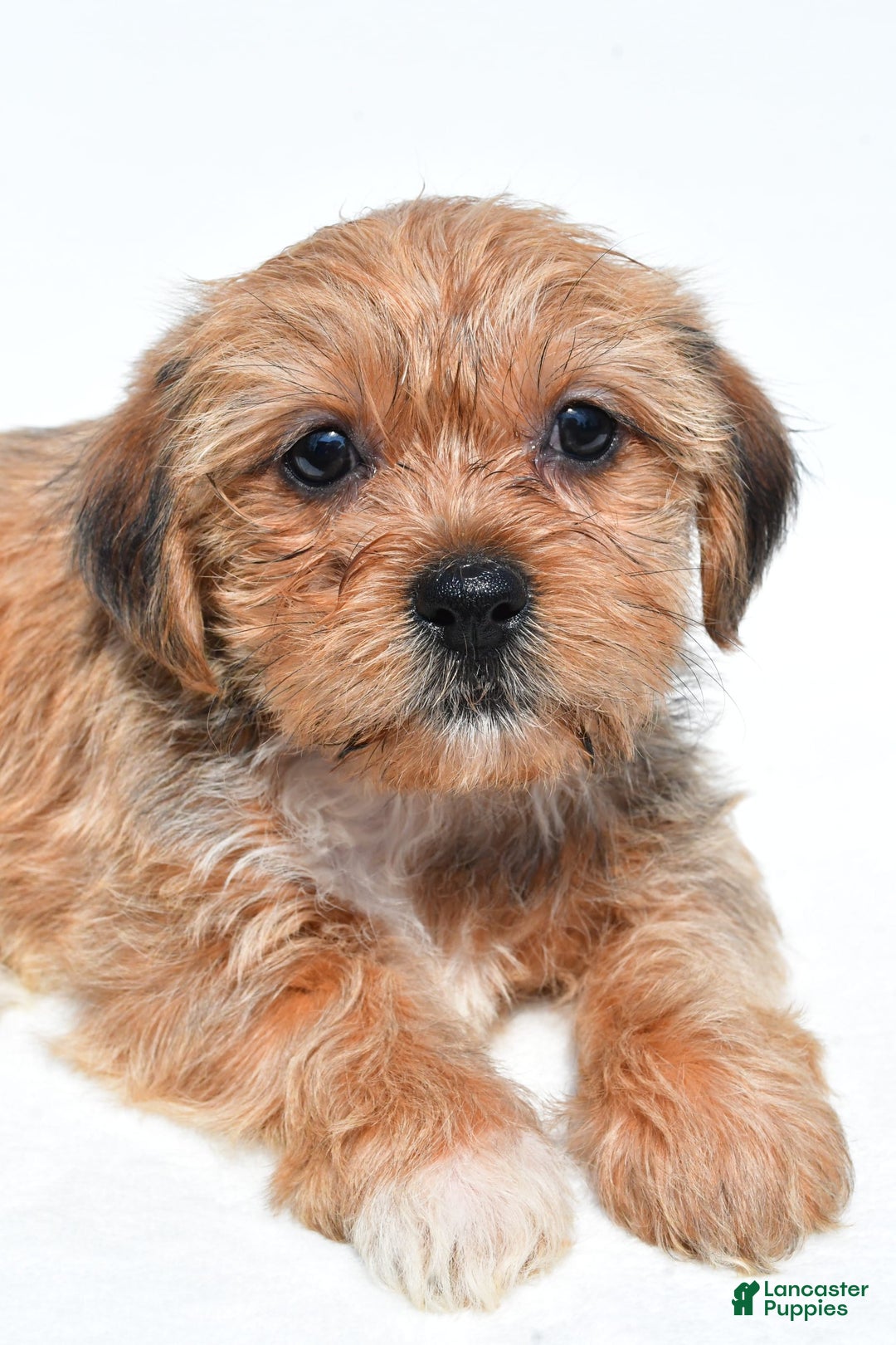 Shorkie dogs for sale: Wonder - Image 2