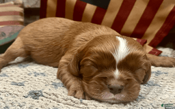Cavalier King Charles Spaniel dogs for sale: Lincoln - Image 1