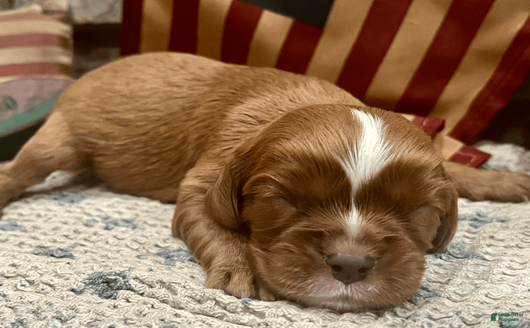 Cavalier King Charles Spaniel dogs for sale - Ad 2