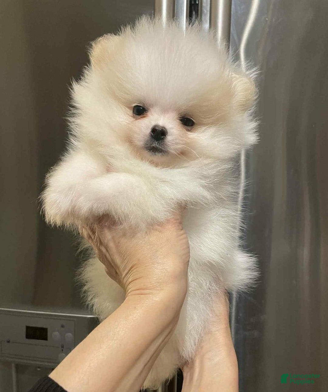 Pomeranian dogs for sale: Simon - Image 2