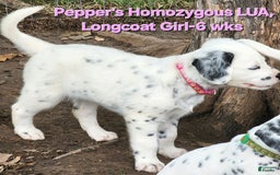 Dalmatian dogs for sale: Peppers Pink Girl - Image 26