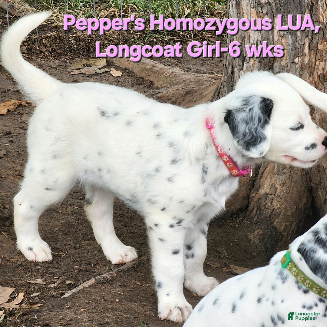 Dalmatian dogs for sale: Peppers Pink Girl - Image 26