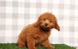 Miniature Poodle dogs for sale: Nemo - Image 1