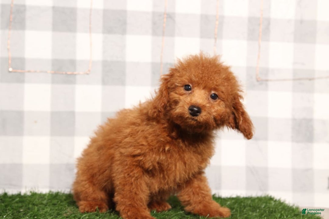 Miniature Poodle dogs for sale: Nemo - Image 1