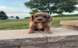 Cocker Spaniel dogs for sale: Max - Image 1