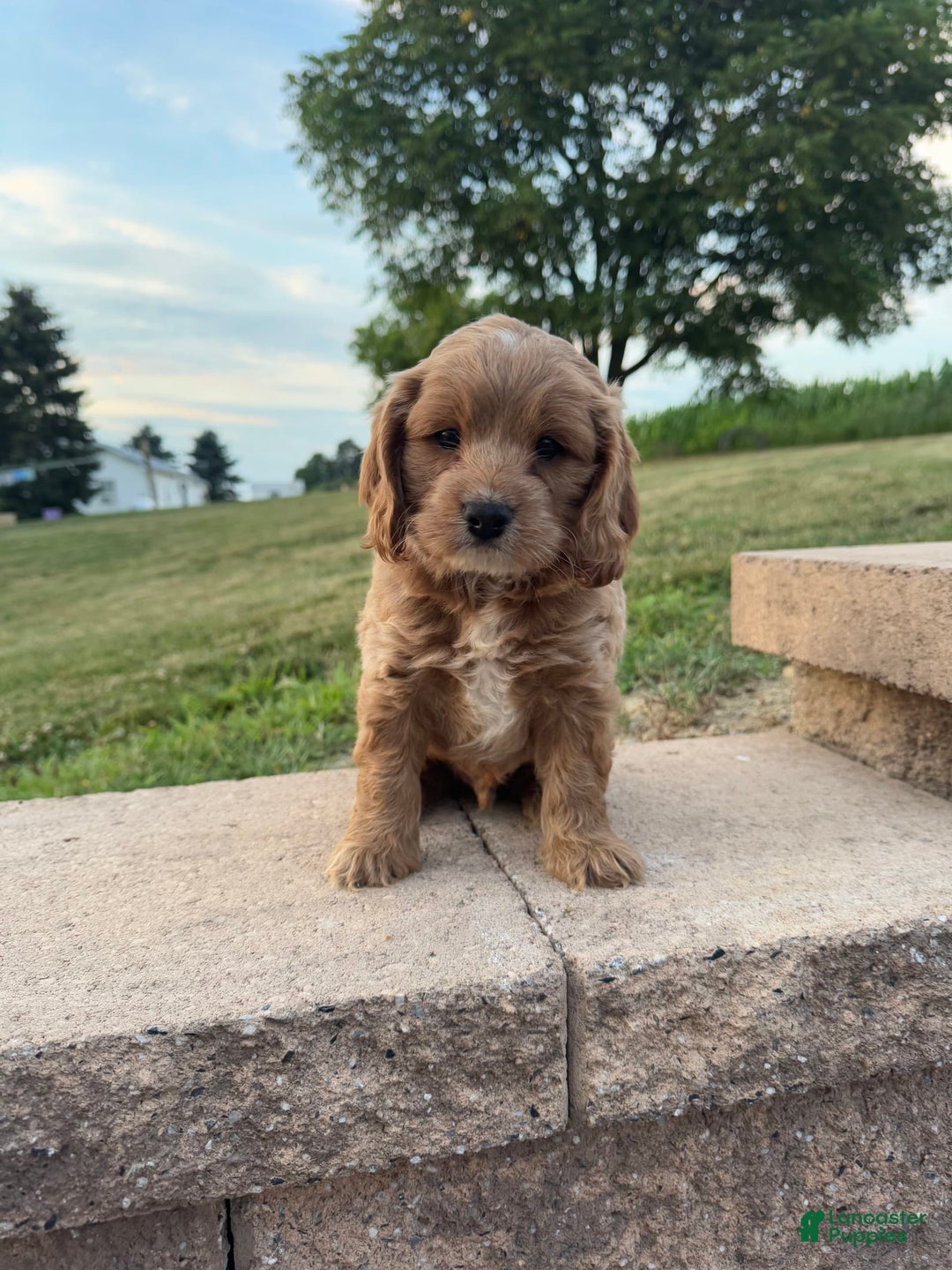 Cocker Spaniel dogs for sale: Max - Image 1
