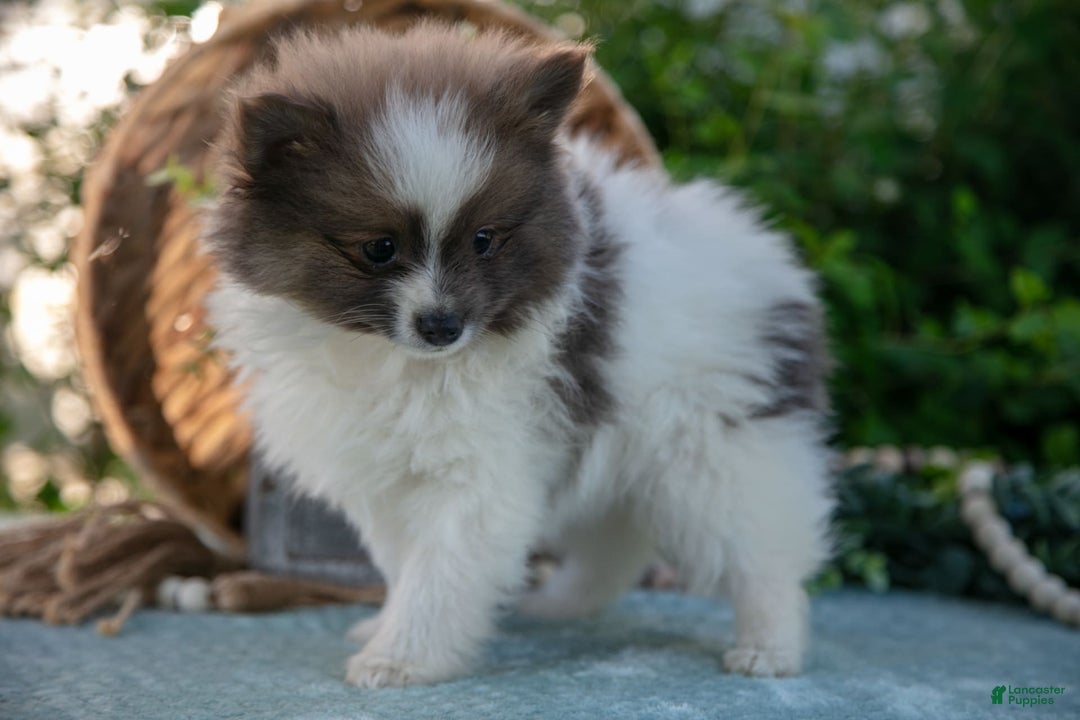 Pomeranian dogs for sale: Harley - Image 1