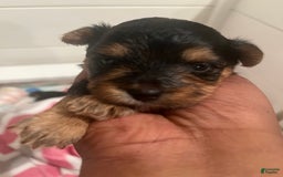 Yorkiepoo dogs for sale: Cookie - Image 4