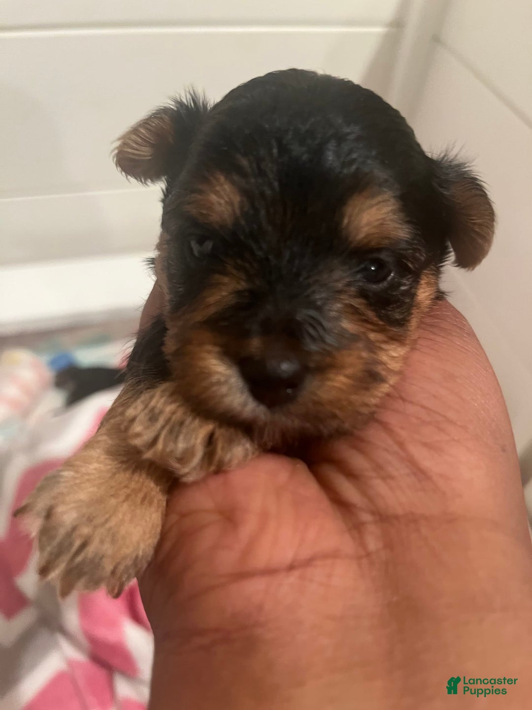 Yorkiepoo dogs for sale: Cookie - Image 4