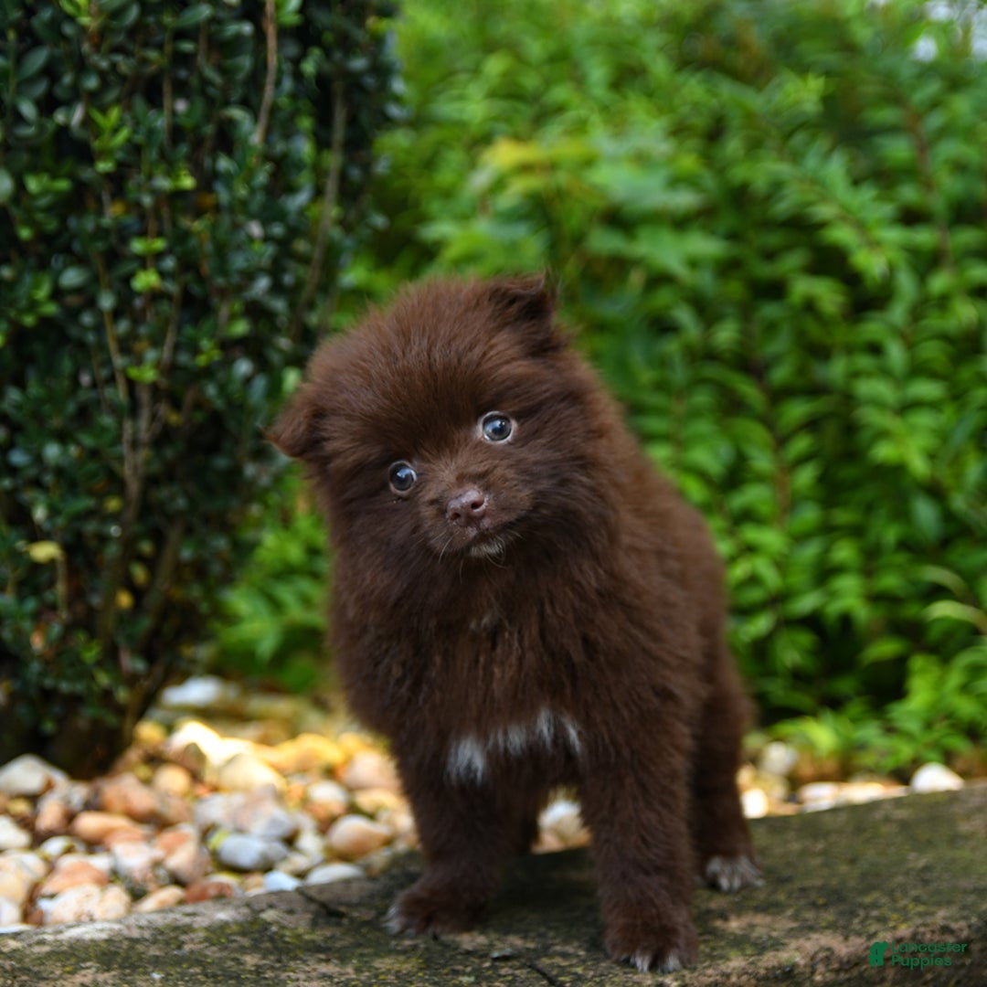 Pomeranian dogs for sale: Gracie - Image 1
