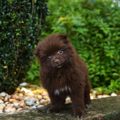 Pomeranian dogs for sale - Ad 4