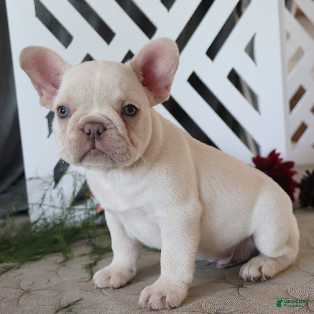 French Bulldog dogs for sale: Kasper - Image 4