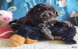 Maltipoo dogs for sale: Count Chocolate - Image 23
