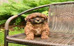 Shihpoo dogs for sale: Jeremy - Image 1