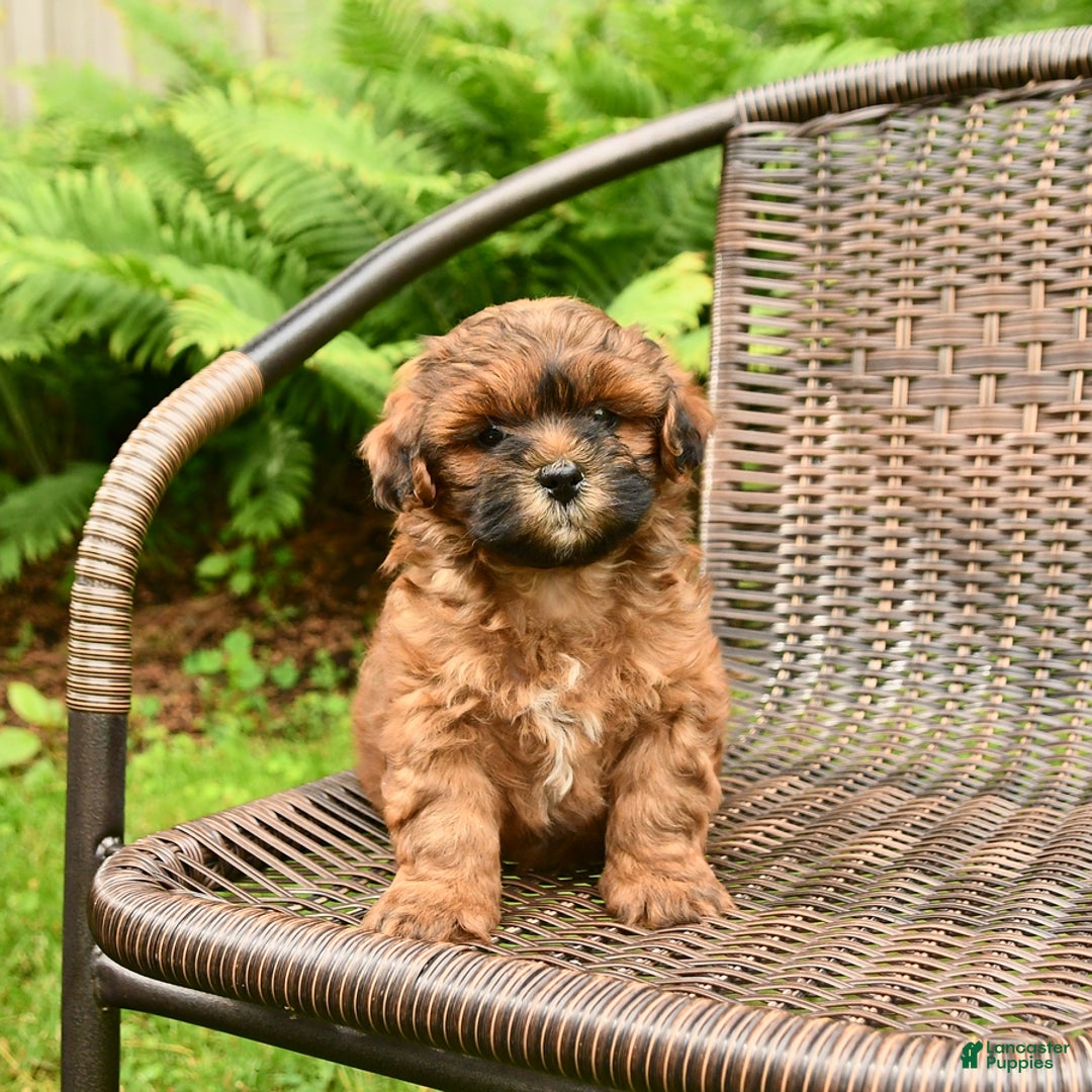 Shihpoo dogs for sale: Jeremy - Image 1