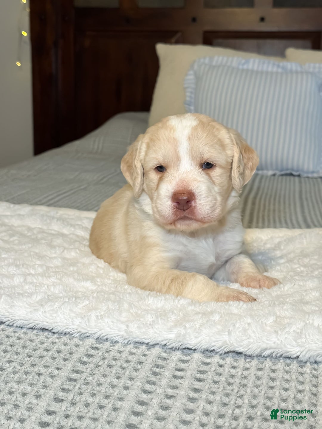 Labradoodle dogs for sale: Pumpkin - Image 1
